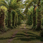 Indonesia’s Oil Palm Plantations The World’s Largest Monocultures | Myths & Facts 2-04