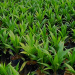 Oil Palm Plantations Use Inorganic Fertilizer Higher Than Other Vegetable Oils | Myths & Facts 2-03