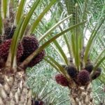 Global Oil Palm Plantations Have Larger Acreage Than Other Vegetable Oil Plantations | Myths & Facts 2-02