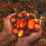 Palm Oil Imports Disadvantage Developed Countries | Myths & Facts 2-06
