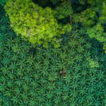 Revising ISPO Regulation Needs To Involve Palm Oil Stakeholders
