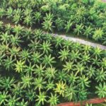 As Temperature Rising, Expert Calls For Green Energy Acceleration