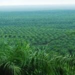 RI’s Palm Plantations Absorb 2.2b Tons Of Global CO2 Per Year