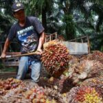 Anti-Palm Oil NGOs Protect The Environment | Myth & Facts 2-09