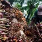 Oil Palm Plantation Expansion Is Unnecessary | Myth & Facts 2-08