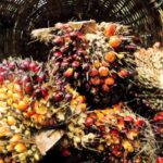 Palm Oil Industry Is Extractive | Myth & Facts 3-02