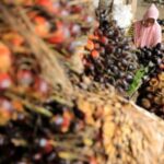 Indonesian Palm Oil Industry Only Exports Raw Materials | Myth & Facts 3-03