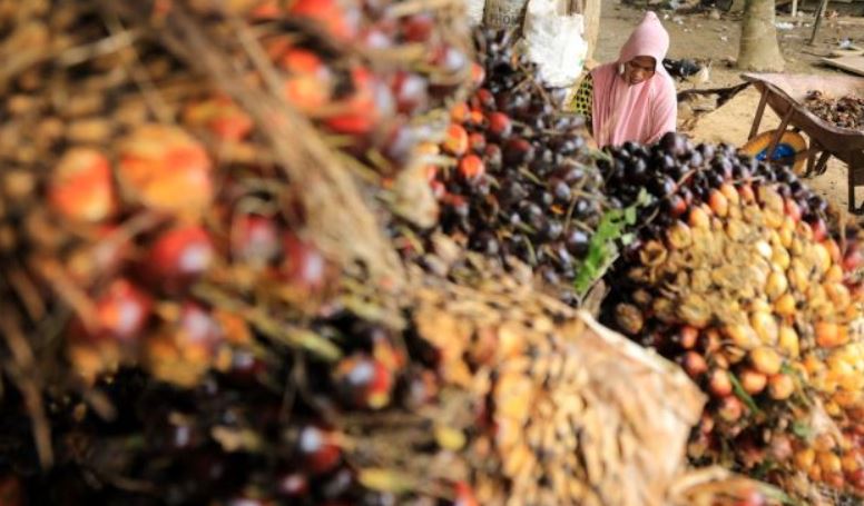 Indonesian Palm Oil Industry Only Exports Raw Materials | Myth & Facts 3-03