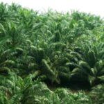 Oil Palm Plantations Make No Contribution To The Economy | Myth & Facts 3-01