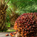 Palm Oil Industry’s Performance In 2022